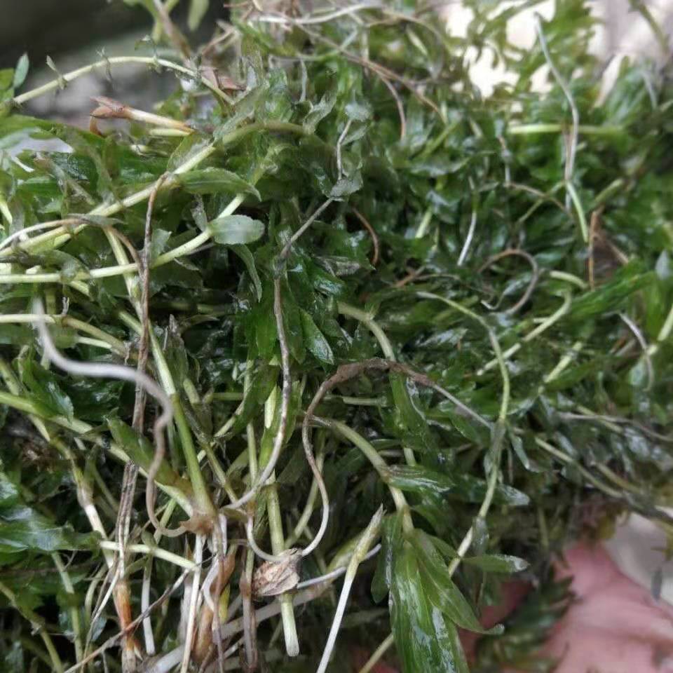 轮叶黑藻芽孢芽苗草籽水草节节草耐高温淡水灯笼泡小龙虾螃蟹养殖