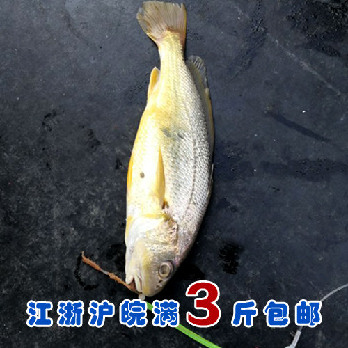 石浦海鲜  夏天海钓新鲜黄婆鸡 黄姑鱼 白果子 一斤6条内