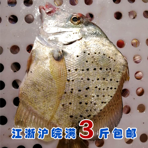 石浦海鲜  新鲜海捕斑点鸡笼鲳鱼 稀有货 难得有