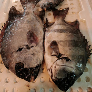 石浦海鲜 渔山岛海钓新鲜石鲷鱼 可刺身 1-5斤左右一条 不常有