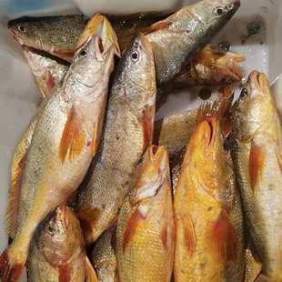 石浦海鲜 东海新鲜尖嘴黄三鱼 黄姑鱼 肉质鲜美没刺