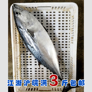 石浦海鲜 东海新鲜炮弹鱼 鲣鱼 小金枪鱼 1-10斤/条