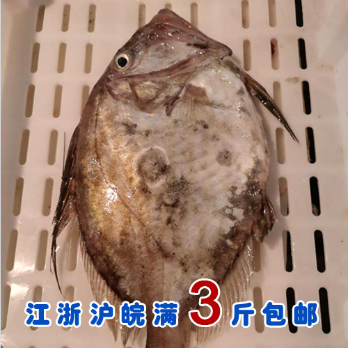 石浦海鲜  东海新鲜小太阳鱼  小月亮鱼   2斤左右一条