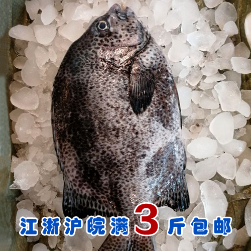 石浦海鲜  东海新鲜星石鲷鱼 条石鲷鱼 刺身好鱼 油脂丰富