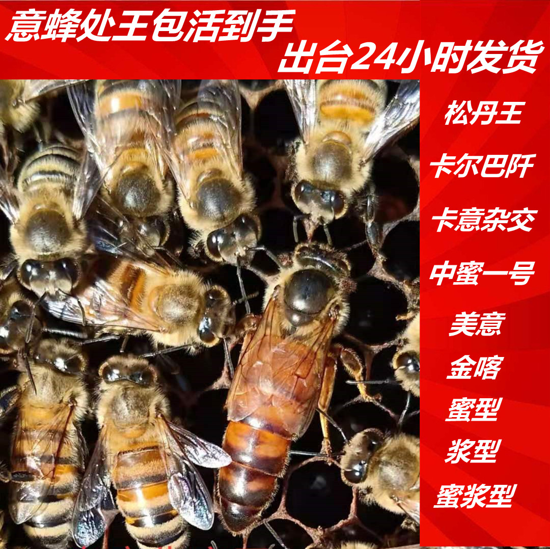 意蜂处王 产卵王 蜂王 蜜王 中蜜一号 卡意 松丹 包邮包活 农用物资 授粉蜂 原图主图