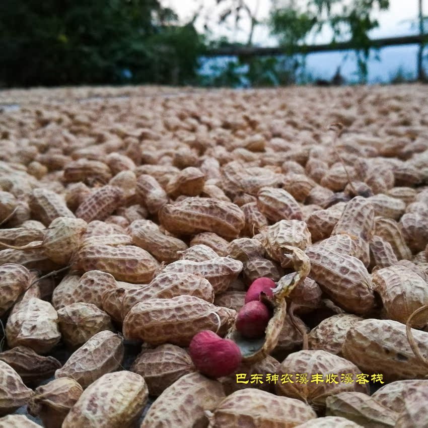 湖北恩施土特产巴东农家高山自晒新鲜干红花生米带壳老品种500g