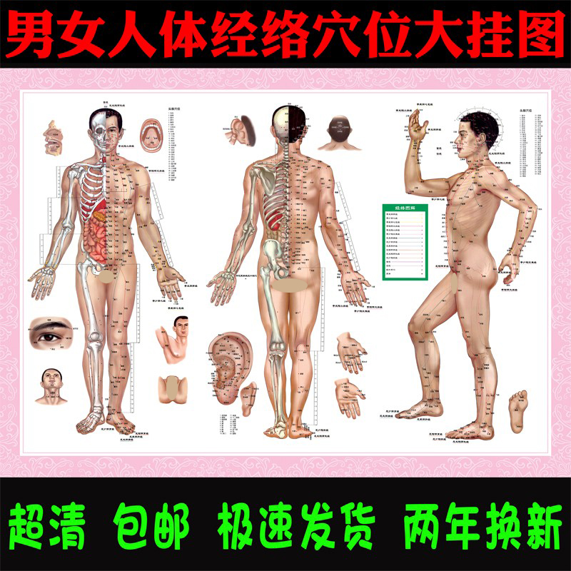 人体经络穴位标准挂图男女海报