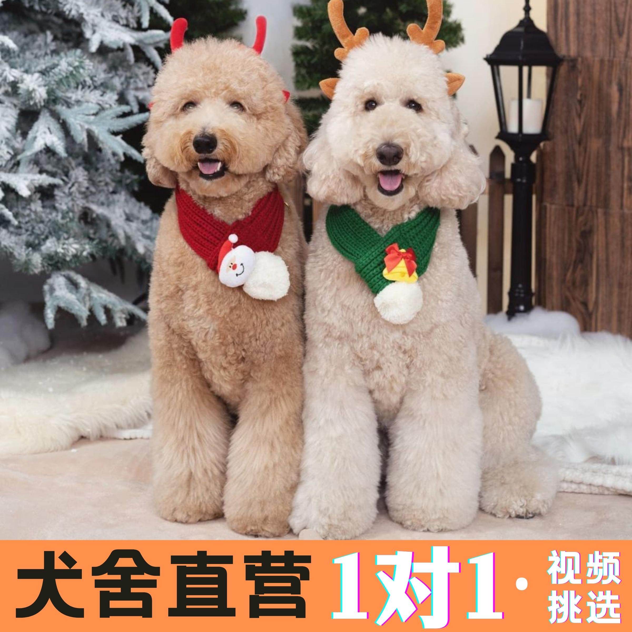 赛级犬舍直销巨型宠物狗巨贵犬狗