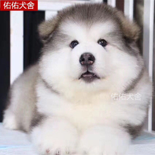 小狗纯种灰色巨型阿拉斯加雪橇犬