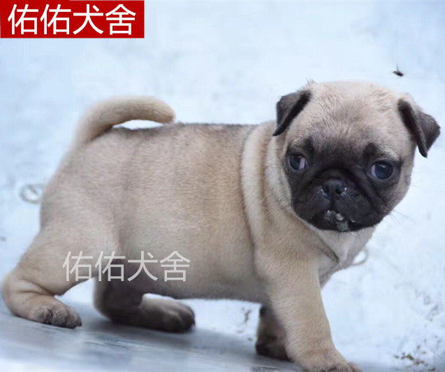 纯种幼犬出售憨厚八哥活体哈巴狗
