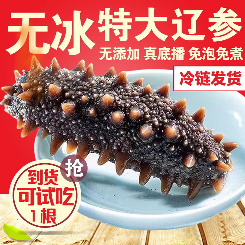 大连野生即食海参辽参刺参海参鲜活非干货即食冷冻海生特价