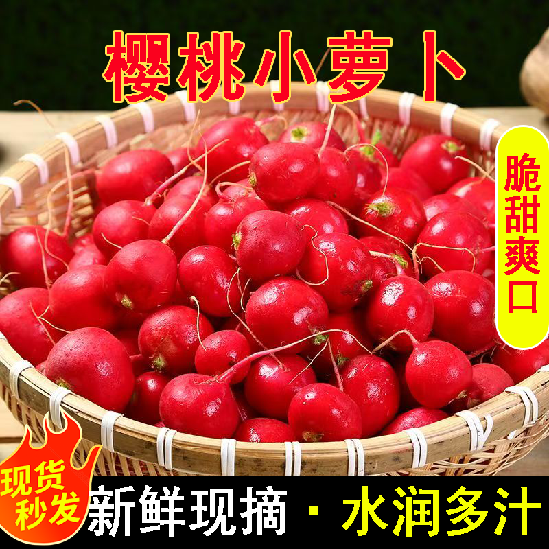 樱桃萝卜新鲜水果红皮甜脆生吃特产东北蘸酱菜小萝卜当季蔬菜包邮