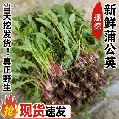 新鲜野生婆婆丁野菜花嫩叶草东北蘸酱菜野生沙拉菜