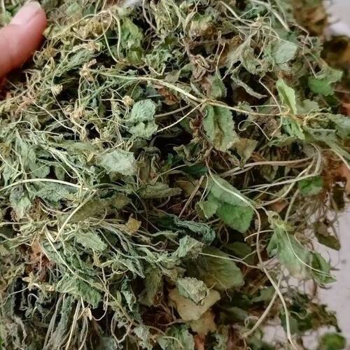 浙江中药材匍伏堇干货七星莲白地黄瓜地白菜葡伏堇雪里青 500克