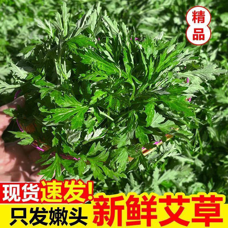 【天然野生新鲜艾草】可食用艾叶月子产妇青团糍粑嫩艾叶现摘现发