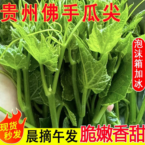 贵州土特产农家菜野菜新鲜佛手瓜尖凉拌菜应季蔬菜洋嫩瓜尖龙须菜