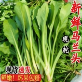 浙江新鲜野生马兰头野菜野生白杆当季 蔬菜马兰头菜江苏时令马兰菜