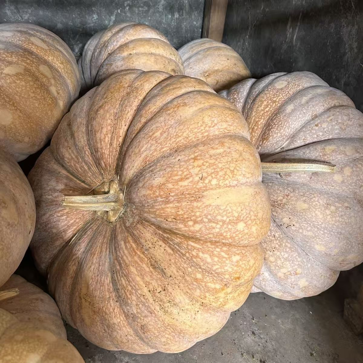 老南瓜乔迁新房专用老品种磨盘南瓜万圣节活动饭店速发