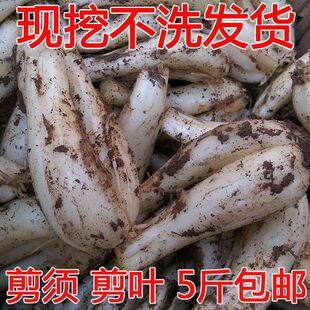新鲜藠头农家自种四川泡菜蔬菜重庆当季蔬菜茭头现挖现发带泥教头