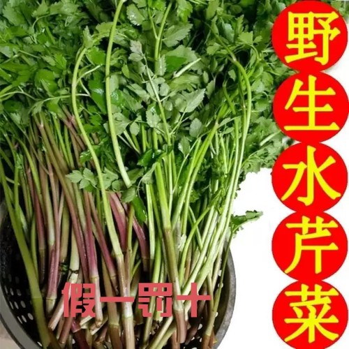 【浙江上海江苏隔日到】红杆白杆野生水芹菜新鲜野芹菜现摘现发