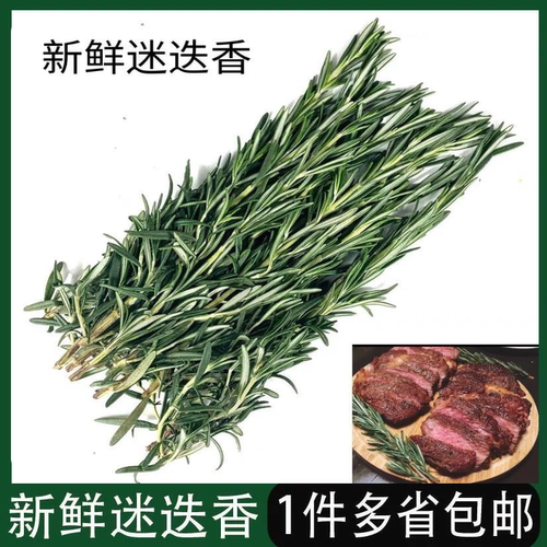 新鲜迷迭香香草马鞭草西餐煎牛排烤鸡用调味香料食用烧烤烘焙配料