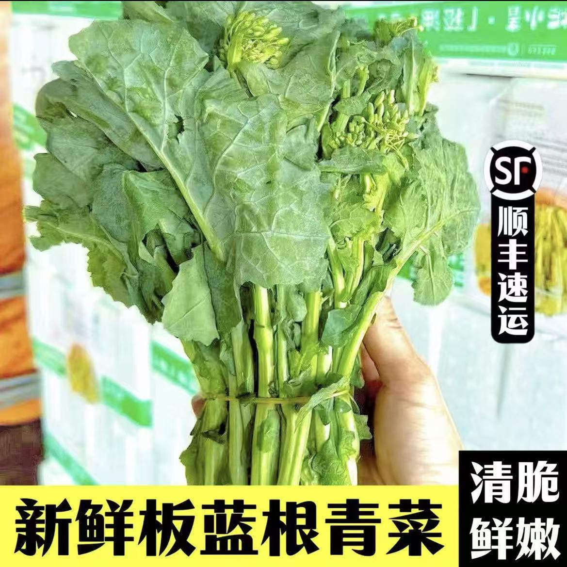 新鲜板蓝根青菜500g食用菘油一号白灼清炒清甜爽口酒店特色蔬菜心