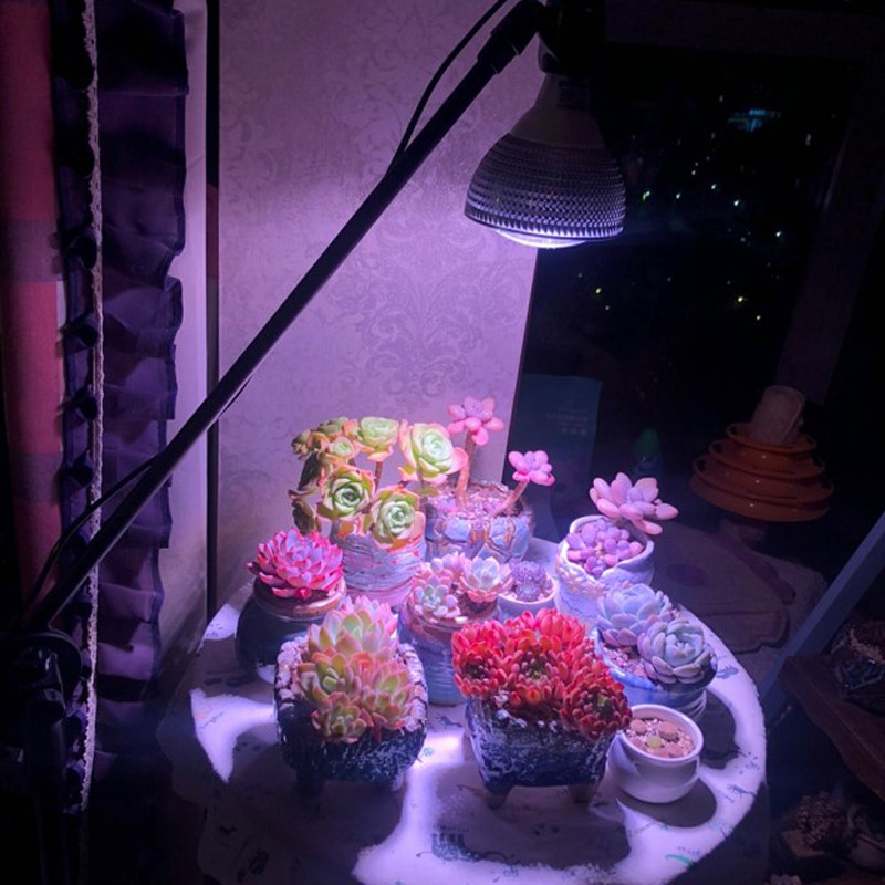 wega贵翔 仿太阳植物生长灯LED全光谱月季多肉补光灯泡上色育苗灯属于什么档次？