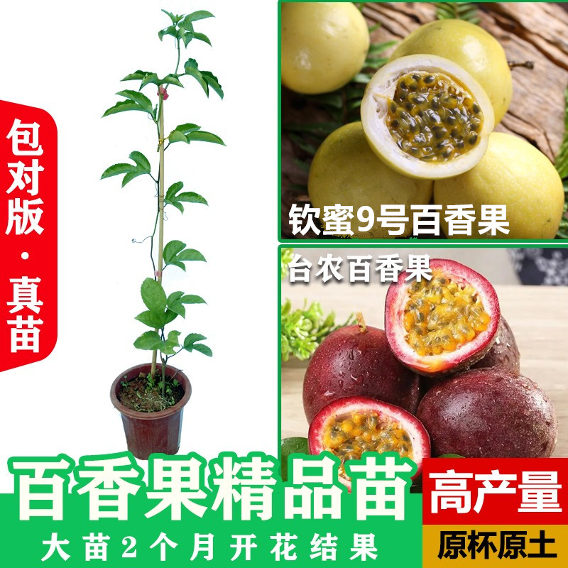 黄金百香果苗特大百香果苗当年结