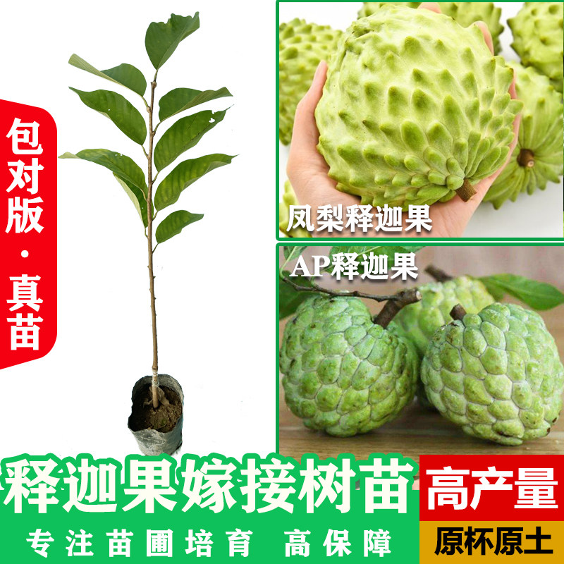 释迦果苗台湾凤梨释迦AP释迦番荔枝佛陀果苗种植释迦树苗带土庭院图片
