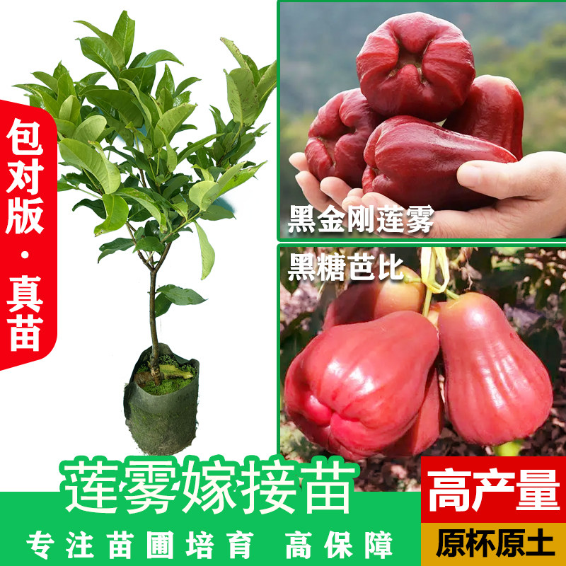 莲雾树苗黑糖芭黑金刚大叶红嫁接