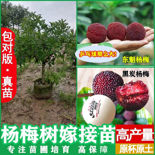 正宗嫁接杨梅树苗东魁黑炭杨梅树苗南北方种植地盆栽当年结果特大