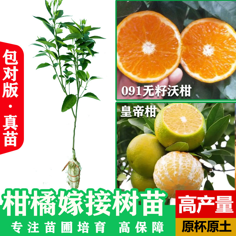柑橘苗广西091无核沃柑苗当年柠檬/柑橘类盆栽
