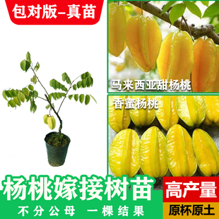 杨桃树苗四季大果甜杨桃嫁接水晶蜜丝香蜜杨桃盆栽地栽当年结果苗