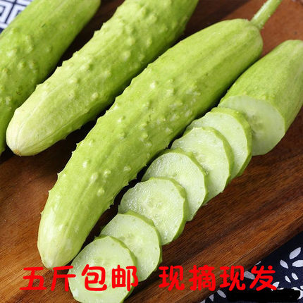 海阳特产白皮白玉黄瓜五斤新鲜沙拉蔬菜绿刺黄瓜旱黄瓜荷兰小黄瓜
