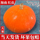 软糯香甜板栗味 山东红南瓜 蔬菜 贝贝万圣节金倭瓜 海南红皮南瓜