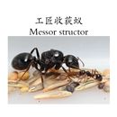 蚂蚁好养 泰豪蚂蚁 工匠收获蚁活体蚁后宠物蚂蚁收获新后吃种子