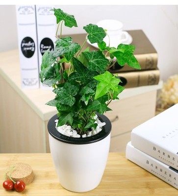 发财树绿萝水培植物盆栽花卉室内绿植栀子花办公室盆栽吊兰常春藤