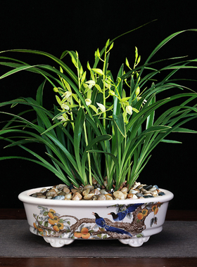 紫砂花盆白色釉盆精品陶瓷长方椭圆客厅桌面贴画多肉竹子盆中国风