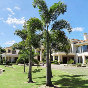 高端庭院景观树狐尾椰子树苗热带植物盆栽大型棕榈科绿化树苗耐寒