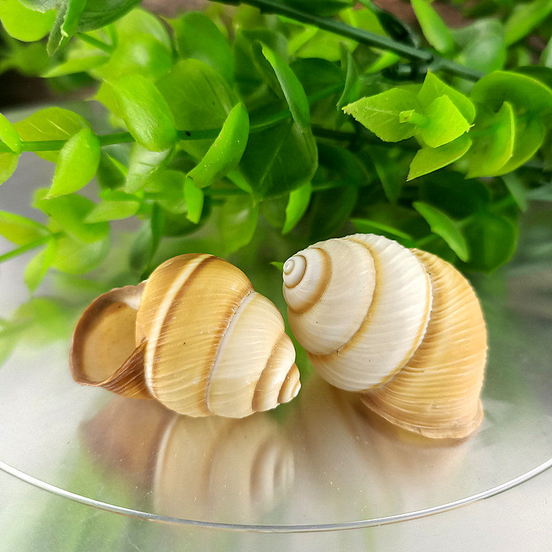 天然海螺贝壳蜗牛螺寄居蟹替换壳鱼缸造景水族箱装饰收藏摆件珊瑚