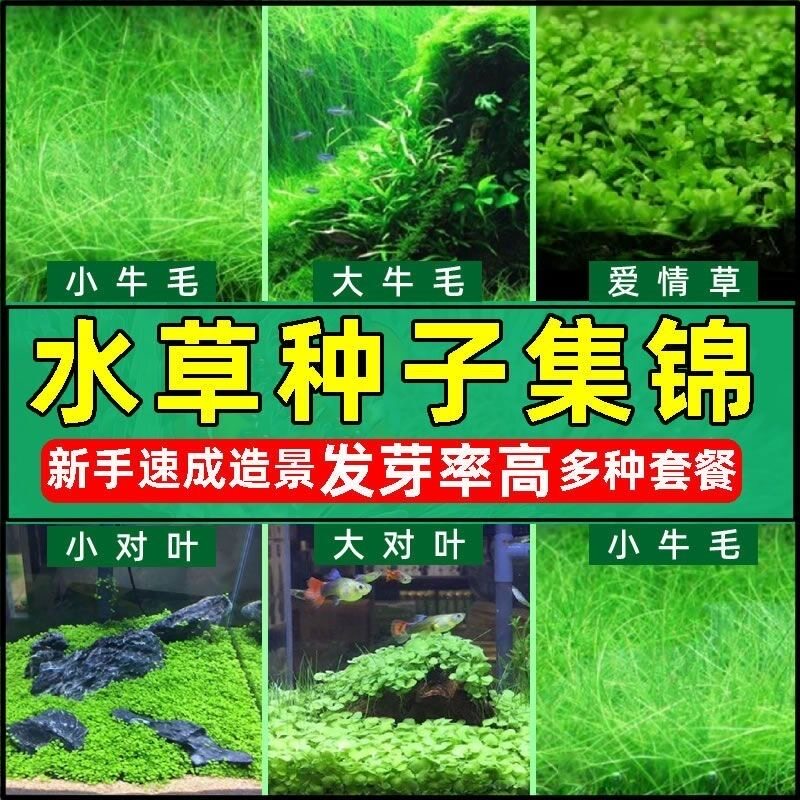 四季增氧水草种子鱼缸造景速成水族箱迷你对叶水草泥底砂鱼缸水草
