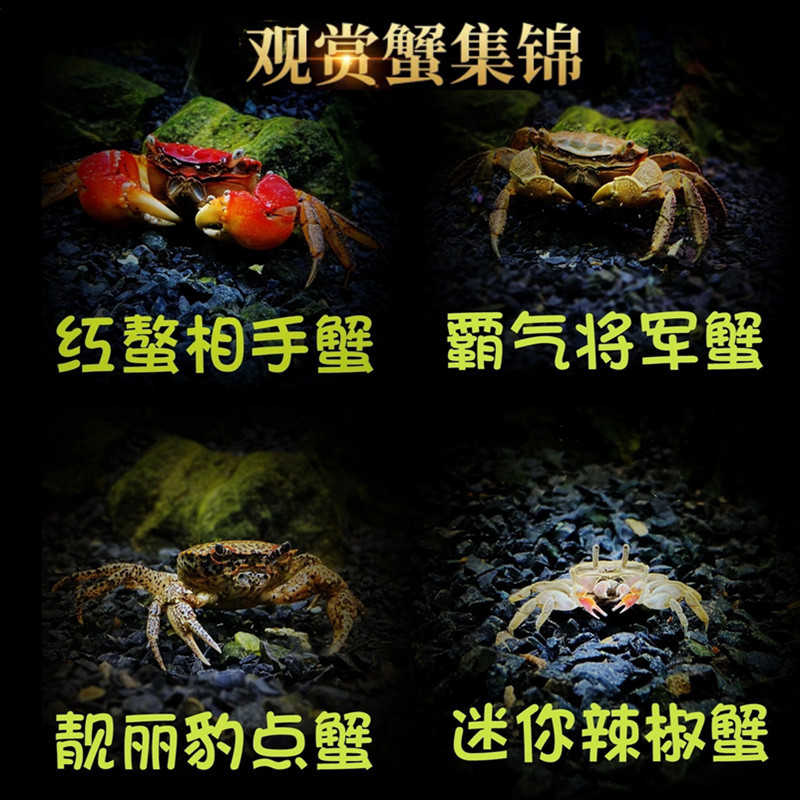 宠物相手蟹活体螃蟹迷你辣椒蟹观赏蟹豹点蟹河蟹活物冷淡水养动物