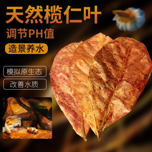 榄仁叶鱼缸乌龟泰国斗鱼降酸调节水质Ph值养龟龙眼叶橄榄叶懒人叶