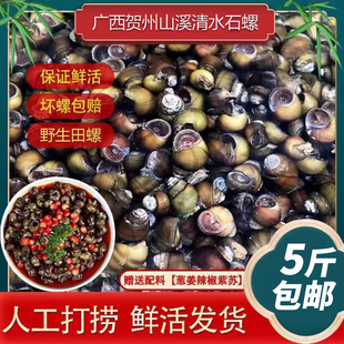 鲜活清水石螺山坑田螺现捉石螺广西野生小河石螺活体5斤包邮