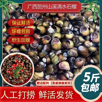 鲜活田螺石螺螺肉新鲜泥螺