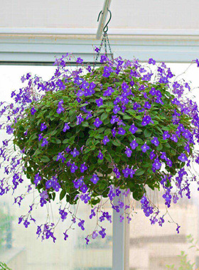 【豪土】120#盆海豚花迷你岩桐多年生苦苣苔阳台客厅易种花卉盆栽