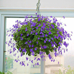 盆海豚花迷你岩桐多年生苦苣苔阳台客厅易种花卉盆栽 120 豪土