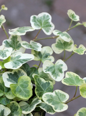 日系常春藤雪莹 雪萤 雪ほたる室内阳台小型观叶易种盆栽植物包邮