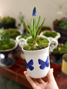 蓝色 包邮 搭配蝴蝶花盆盆栽 中通 网红开花植物盆栽 葡萄风信子