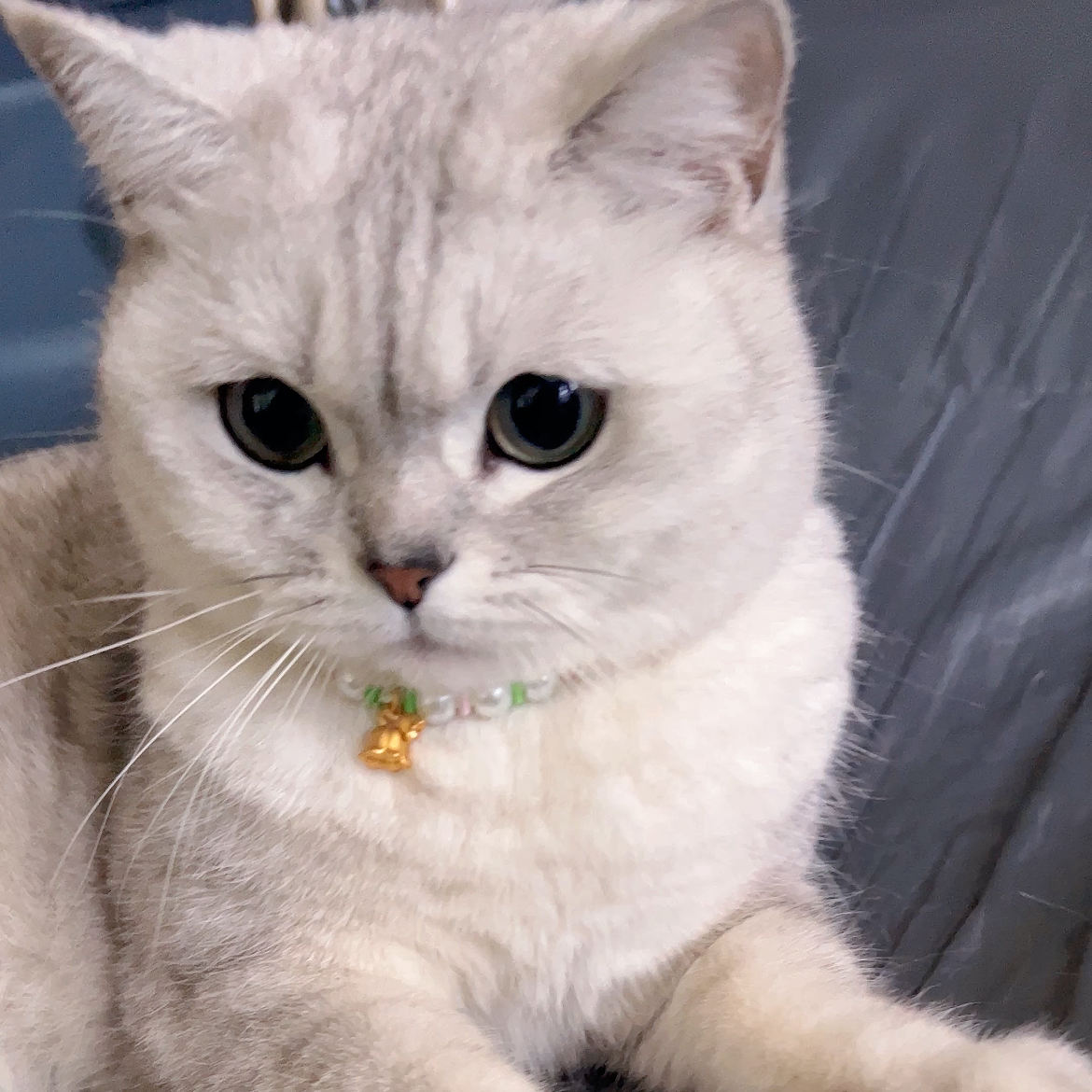 宠物猫咪夏季多巴胺彩色珍珠铃兰福牌手工编织项链项圈狗专用饰品图片